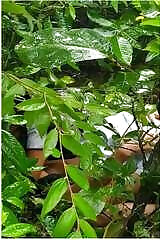 Crazy Girl Odia Saves Lovers Dick Outdoor Sex